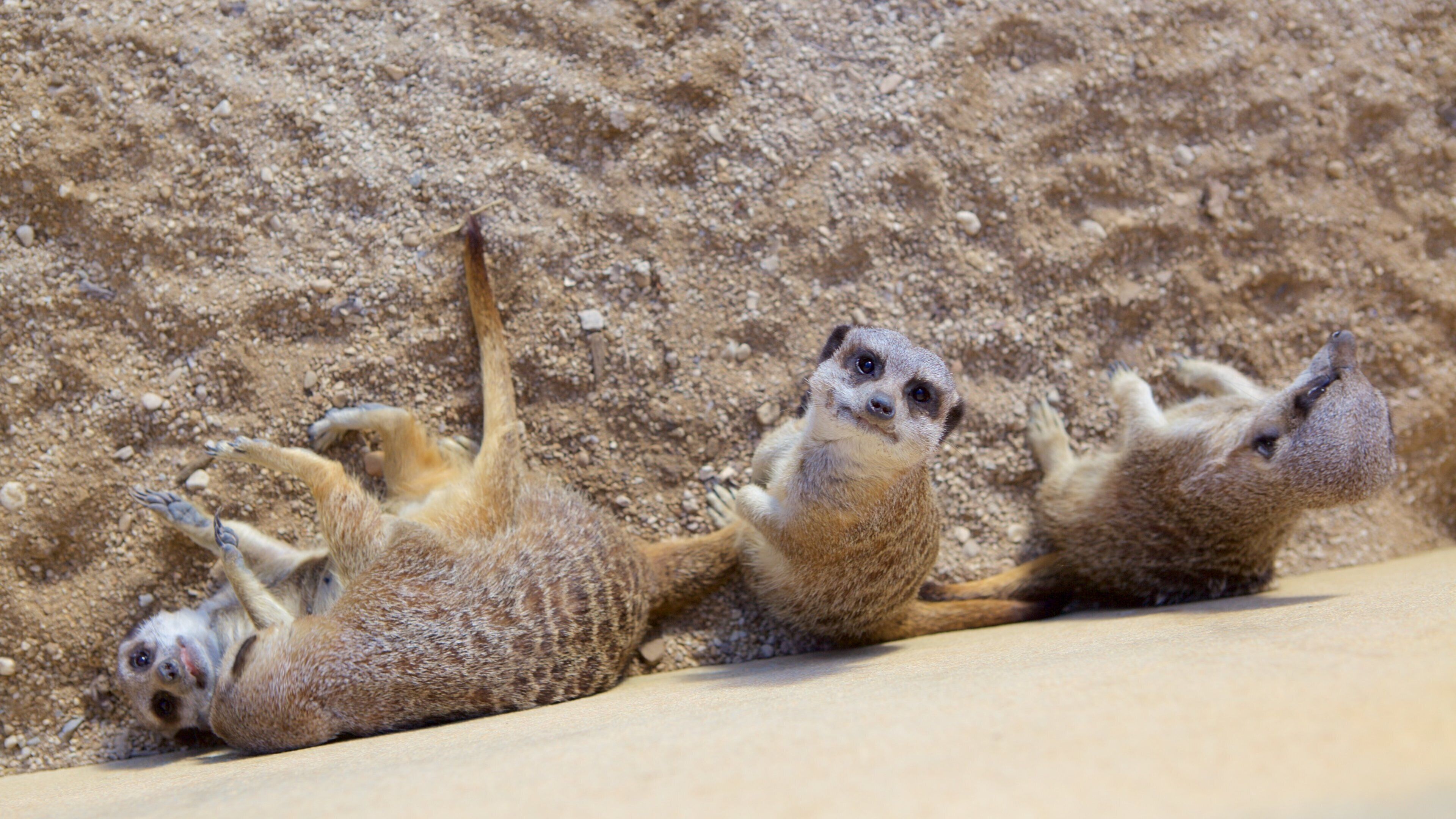 Oxford som viser dyr fra zoologisk have og venlige dyr