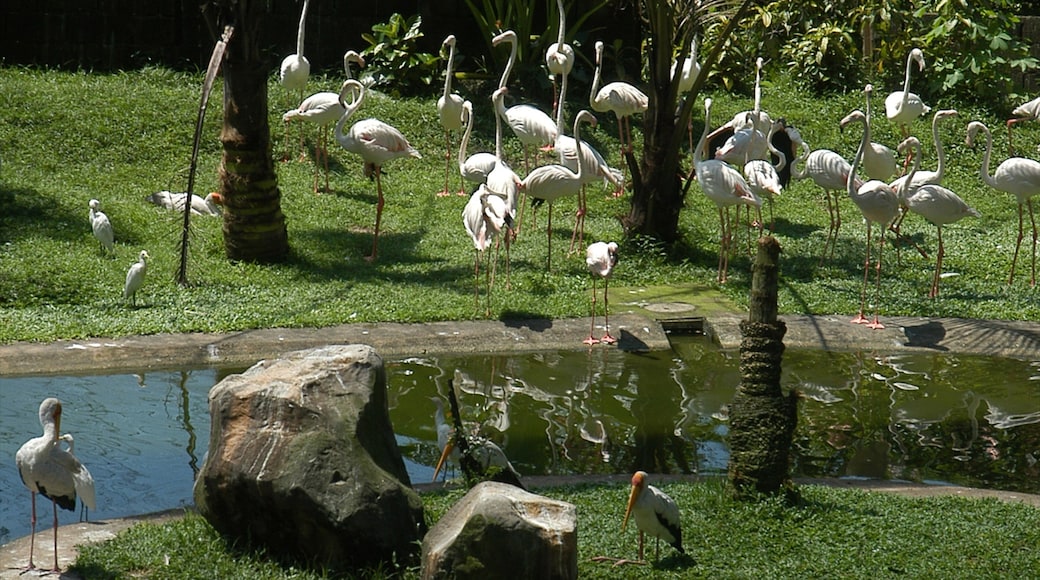 Lake Gardens que incluye un estanque, un lago o abrevadero y animales del zoológico