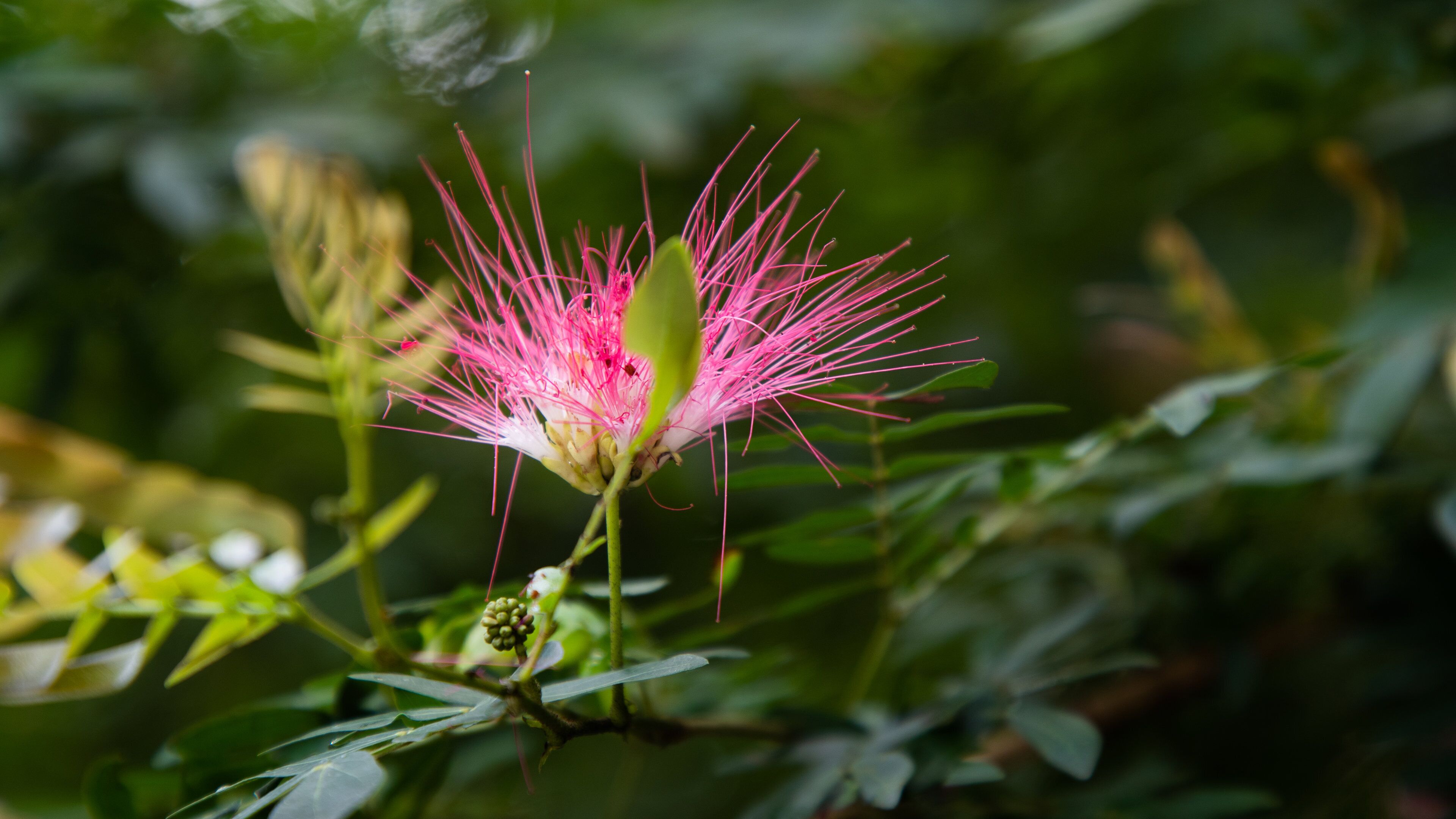 Perdana Botanical Garden