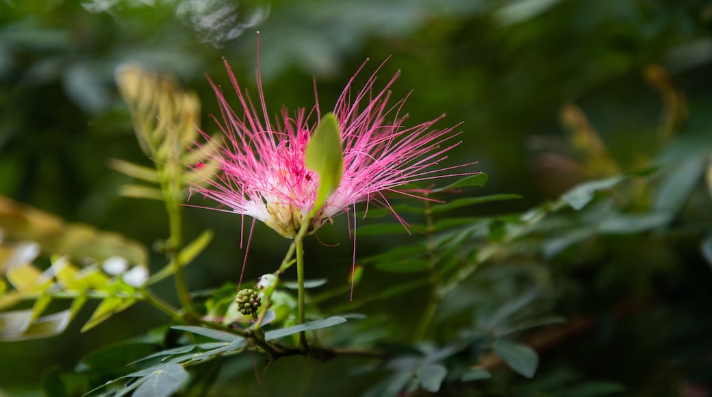 Perdana Botanical Garden