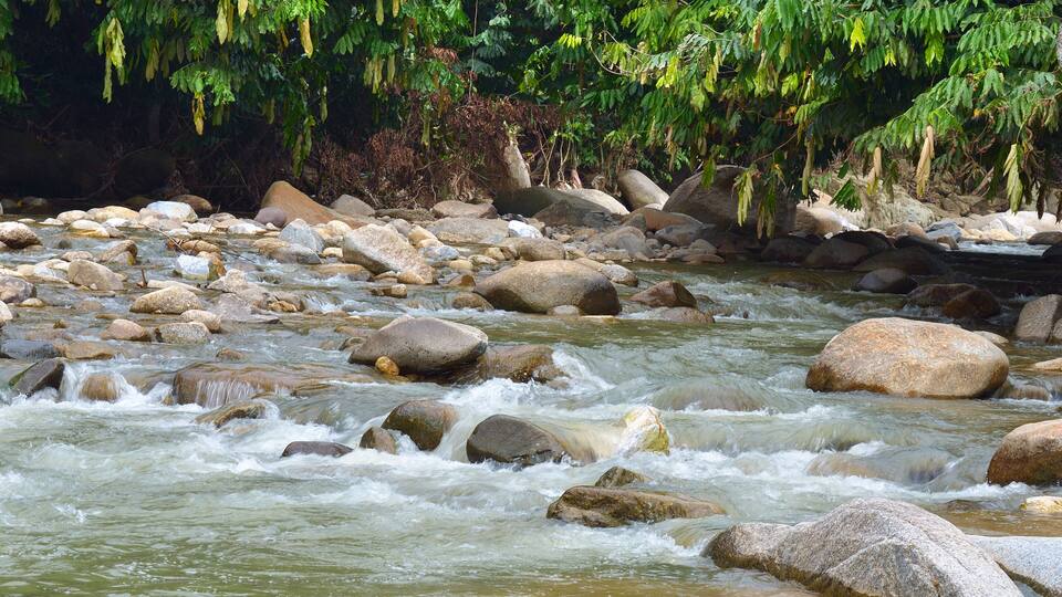 A river with rocks and greenery.