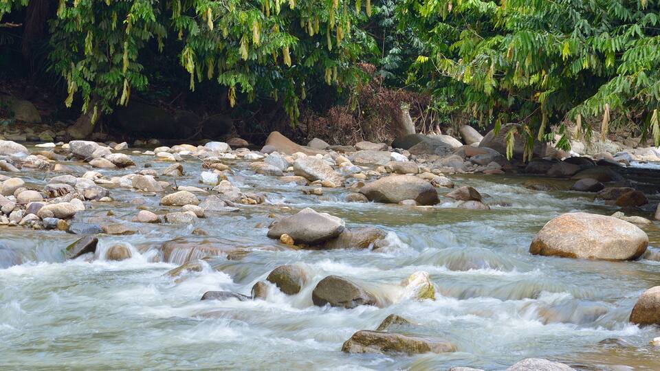 A river with rocks and hanging vegetation.