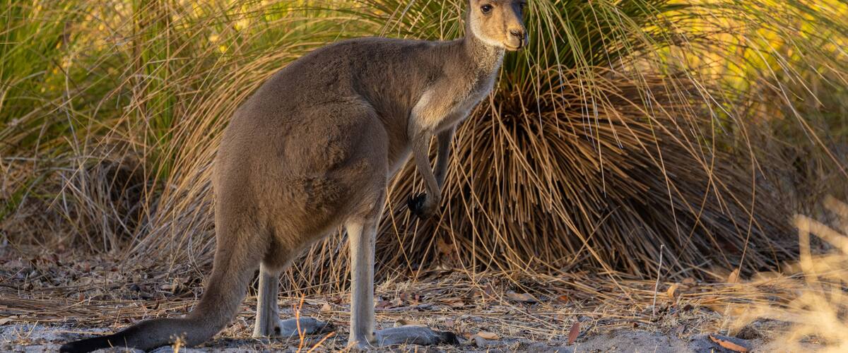Wild Western Grey Kangaroo grazing in Whiteman Park in the Swan Valley around Perth, Western Australia
