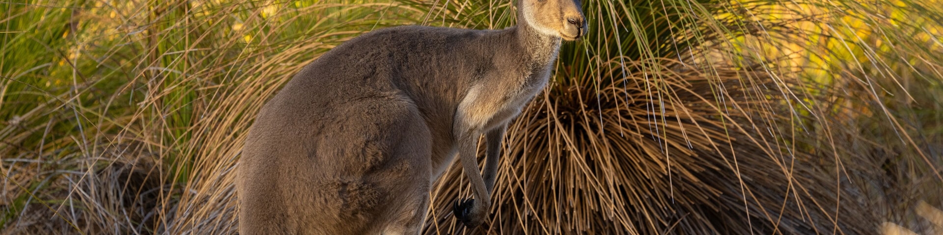 Wild Western Grey Kangaroo grazing in Whiteman Park in the Swan Valley around Perth, Western Australia