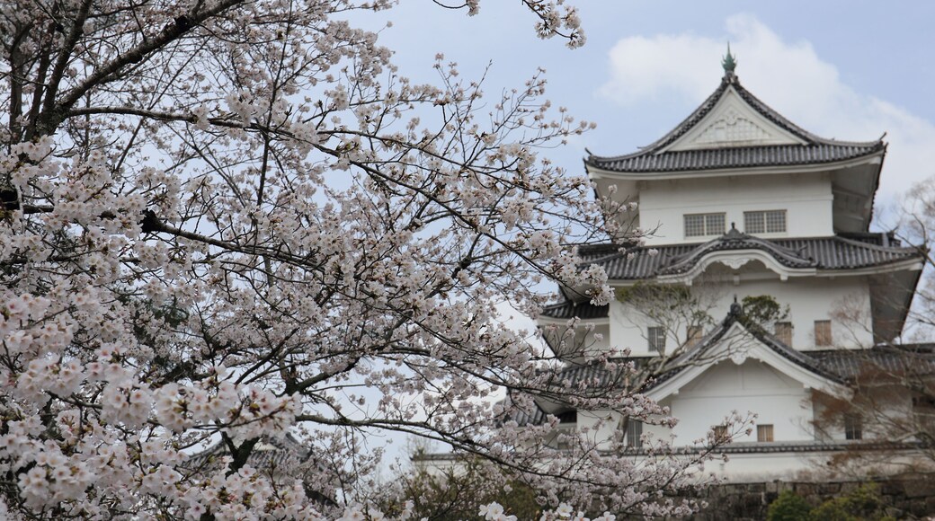 Iga Castle and cherry blossoms in Mie Prefecture, Japan