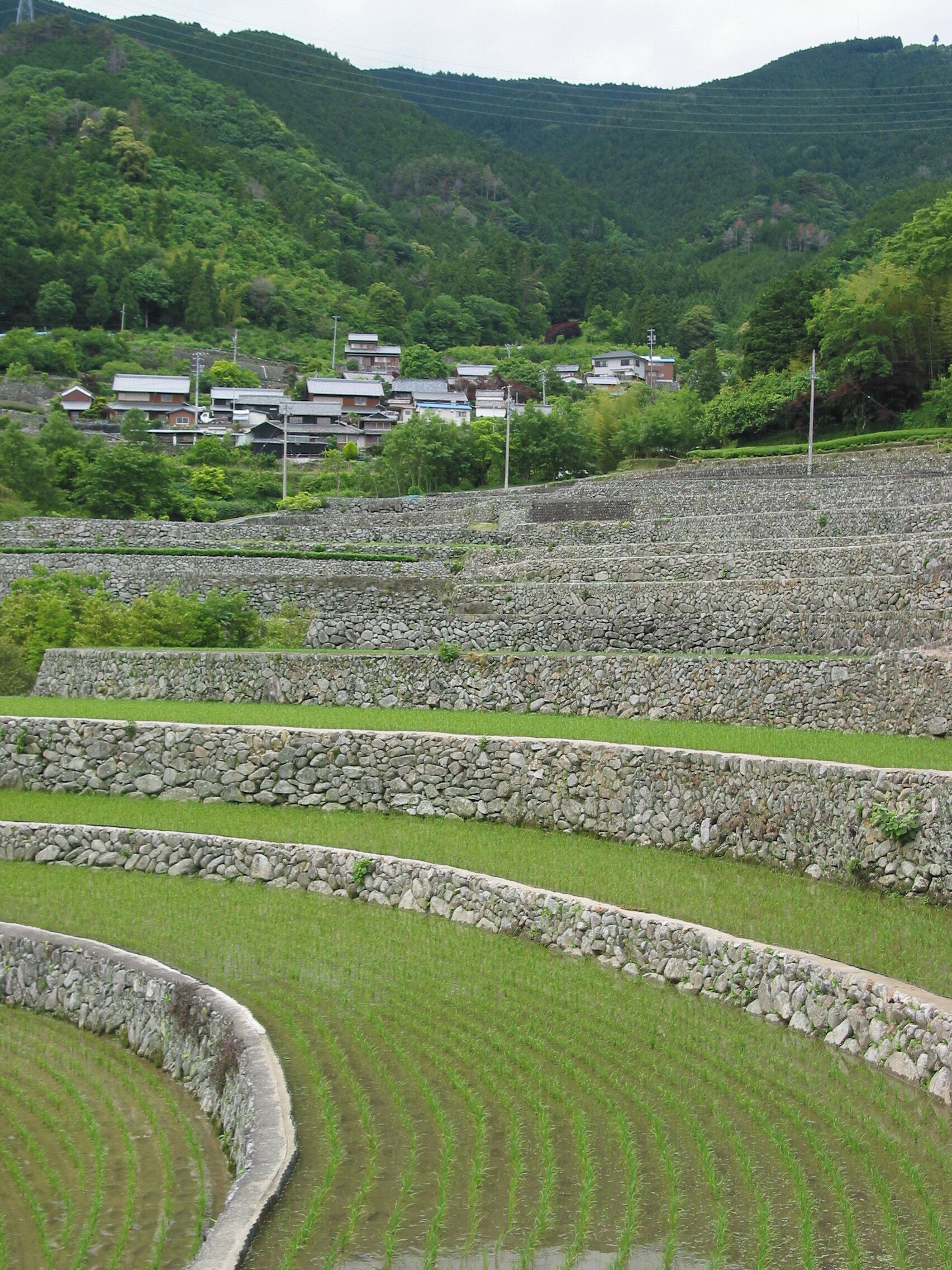 Rice Terrace at Fukano