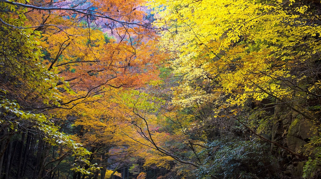 Akame Creek in Nabari, Mie, Japan