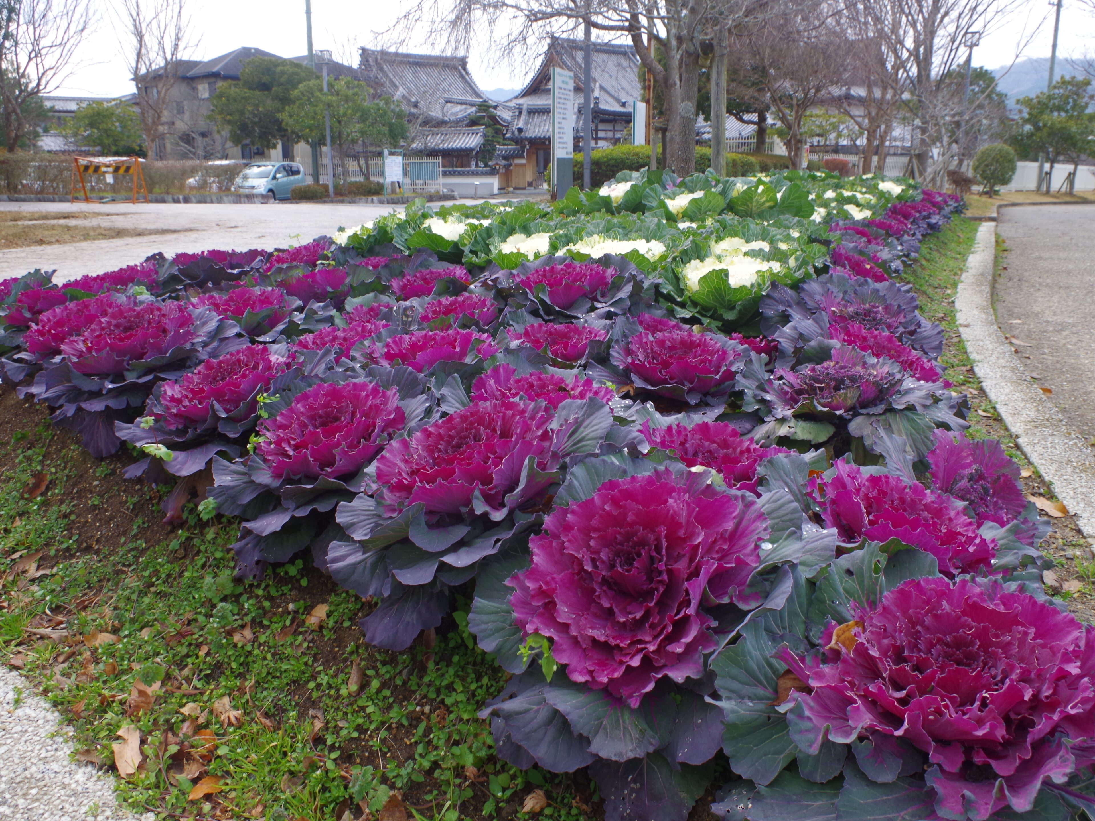 平尾山カルチャーパークにて 花壇のハボタン Ornamental cabbage 2012.12.23