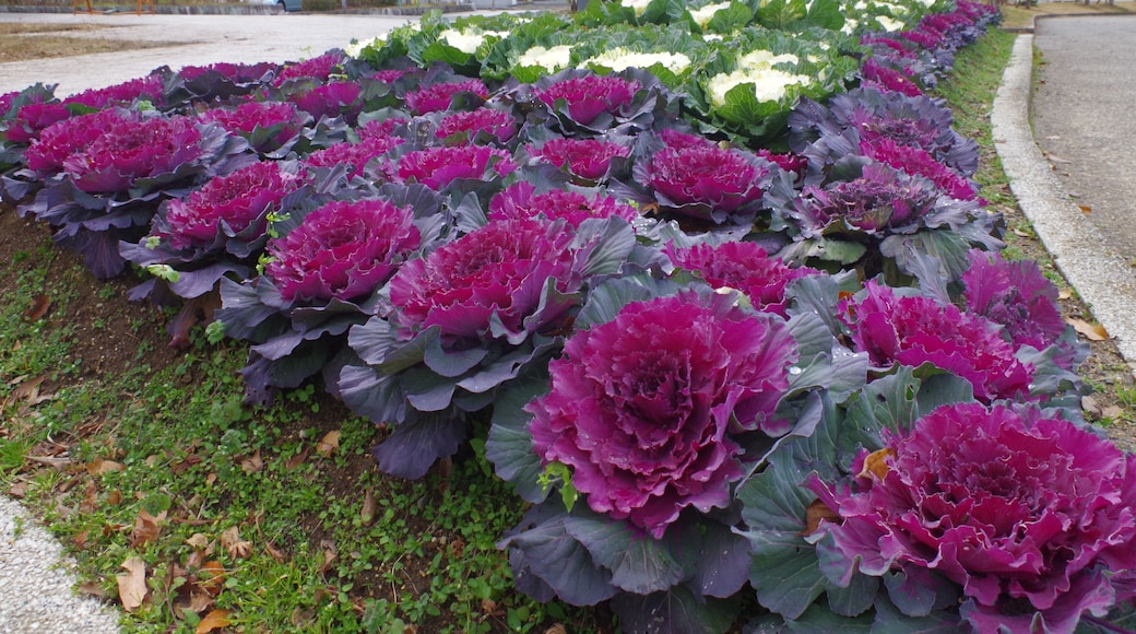 平尾山カルチャーパークにて 花壇のハボタン Ornamental cabbage 2012.12.23