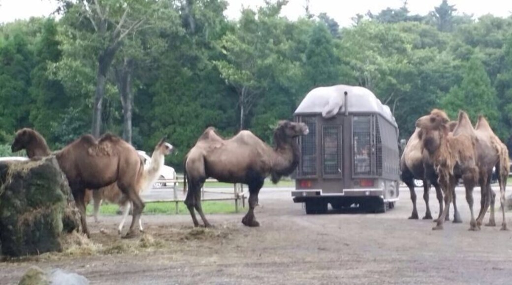 Fuji safari park (Japan) #wildlife