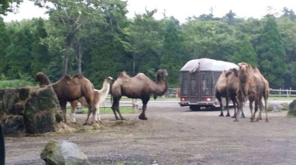 Fuji safari park (Japan) #wildlife