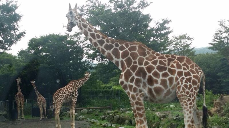 Fuji safari park(Japan) #BestOf5 #wildlife