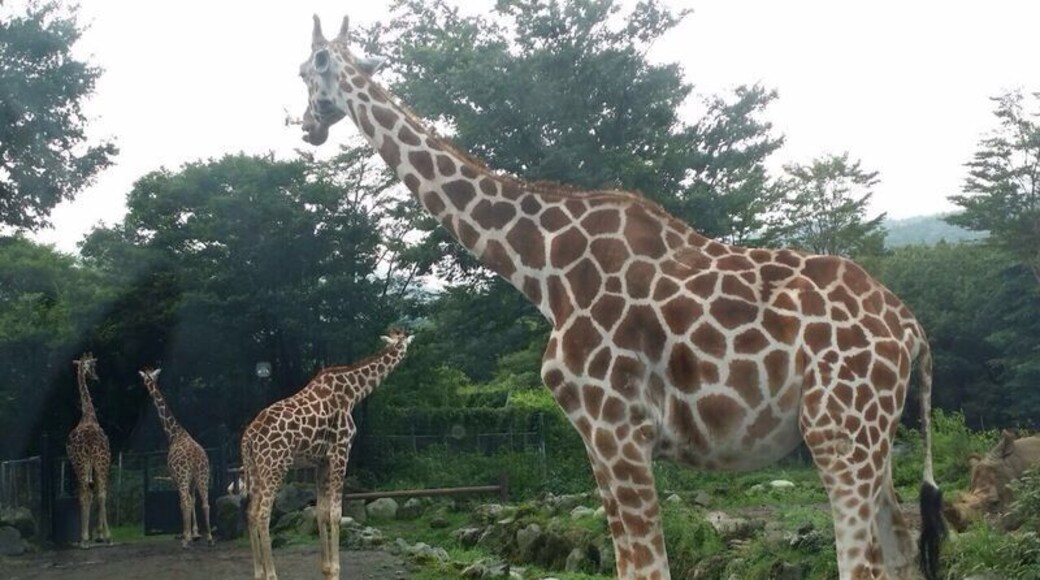 Fuji safari park(Japan) #BestOf5 #wildlife