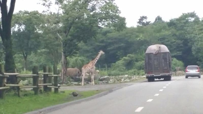 Fuji safari park (Japan) #wildlife