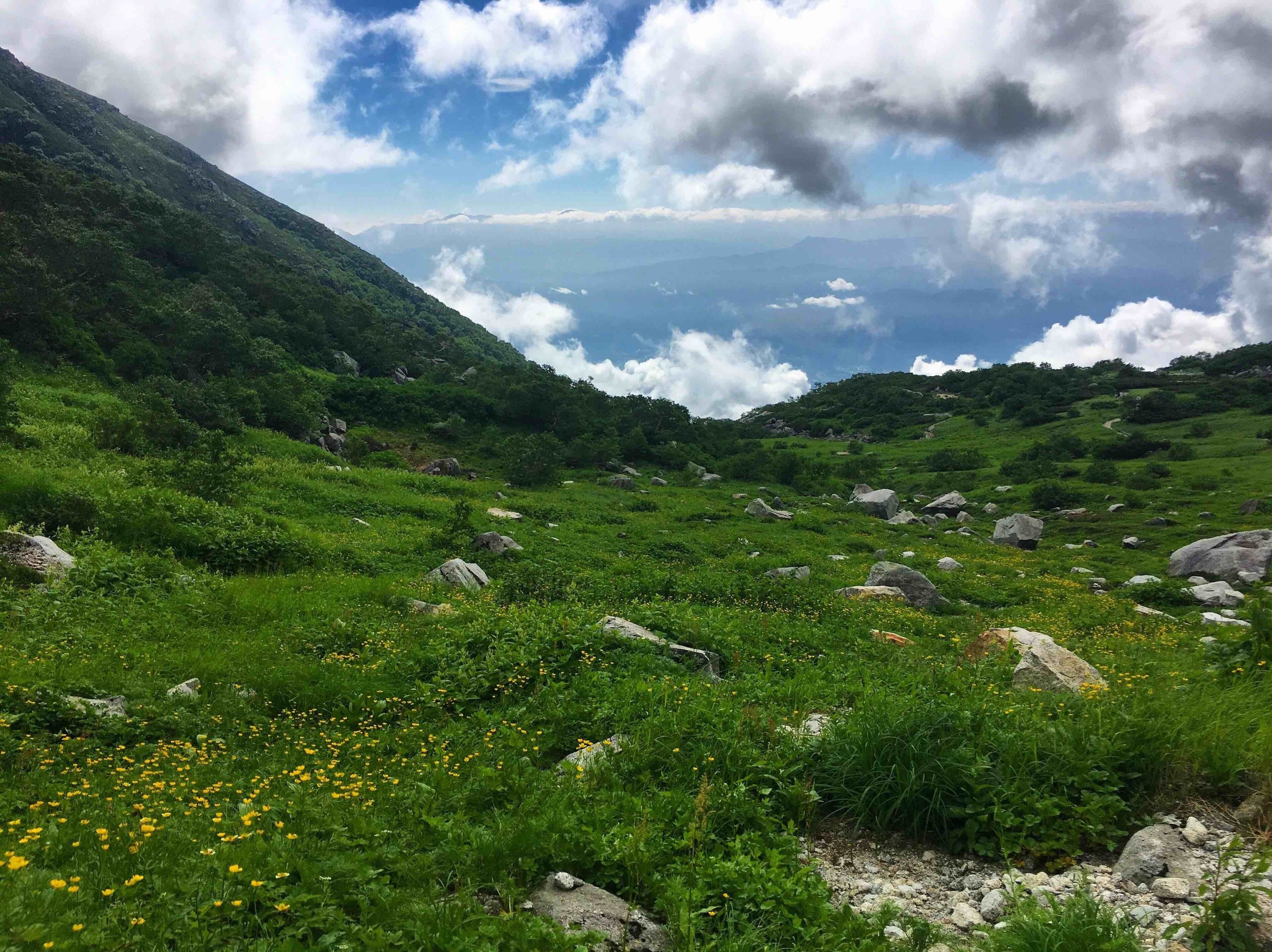 A mountainous landscape with green grass, yellow flowers, and scattered rocks.