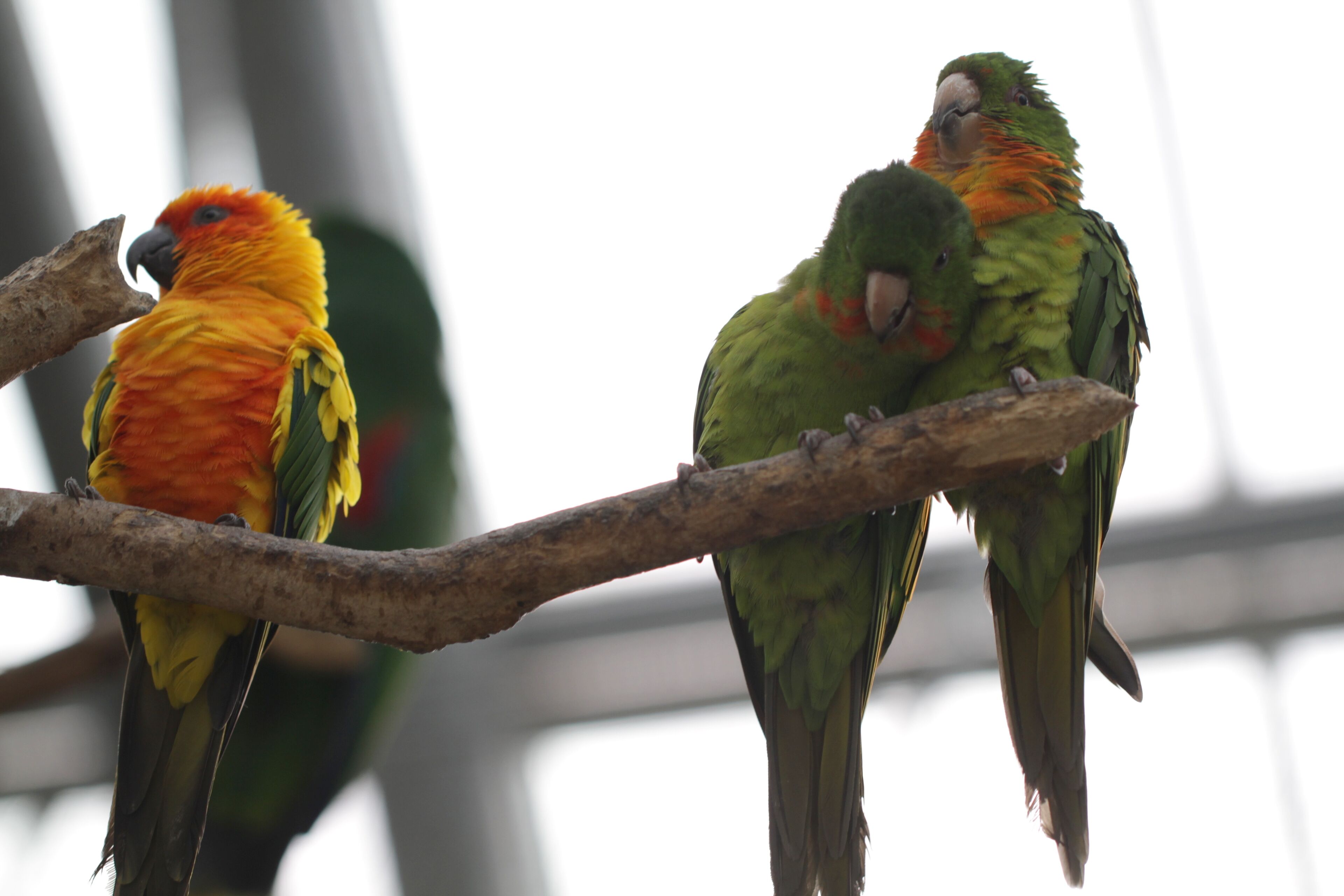 Two Red-throated Parakeets and a Sun Parakeet (also known as a Sun Conure) at Kakegawa Kacho-en, Kakegawa, Shizuoka, Japan.