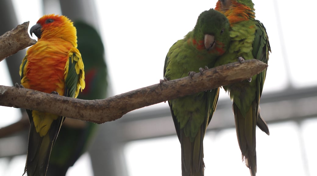 Two Red-throated Parakeets and a Sun Parakeet (also known as a Sun Conure) at Kakegawa Kacho-en, Kakegawa, Shizuoka, Japan.