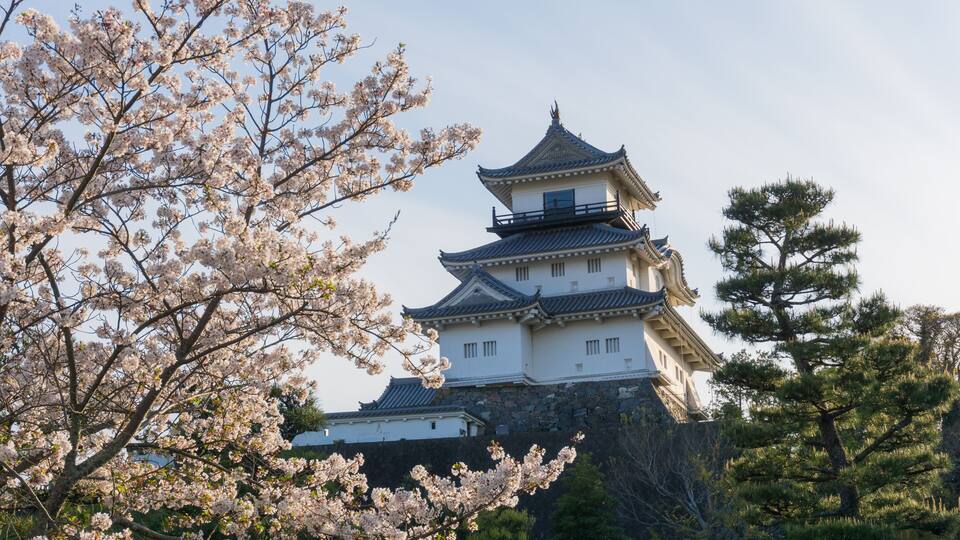 A traditional Japanese castle with multiple tiers, surrounded by cherry blossom trees and a pine tree.