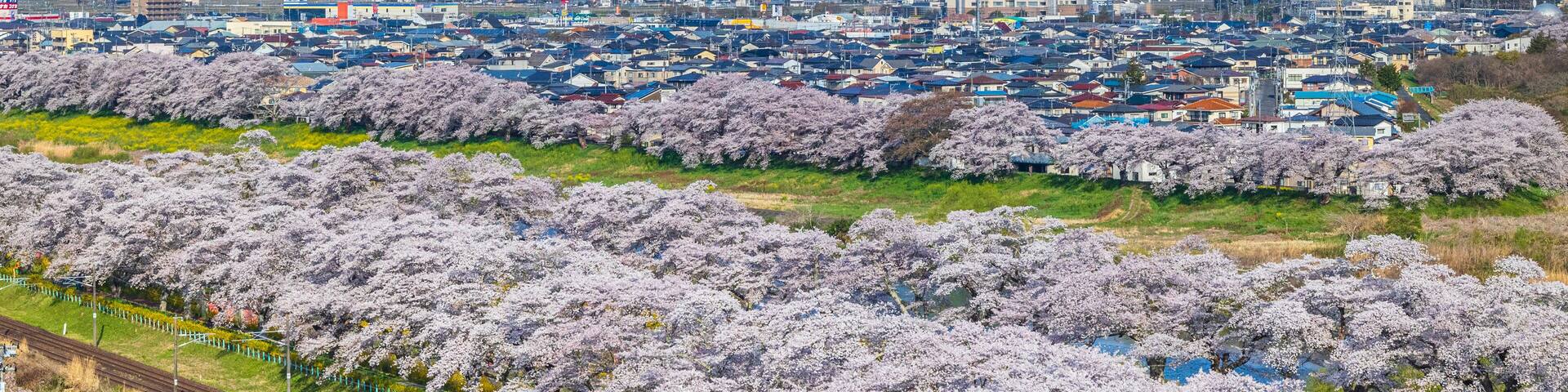 A town with snow-capped mountains in the background and cherry blossoms in the foreground.
