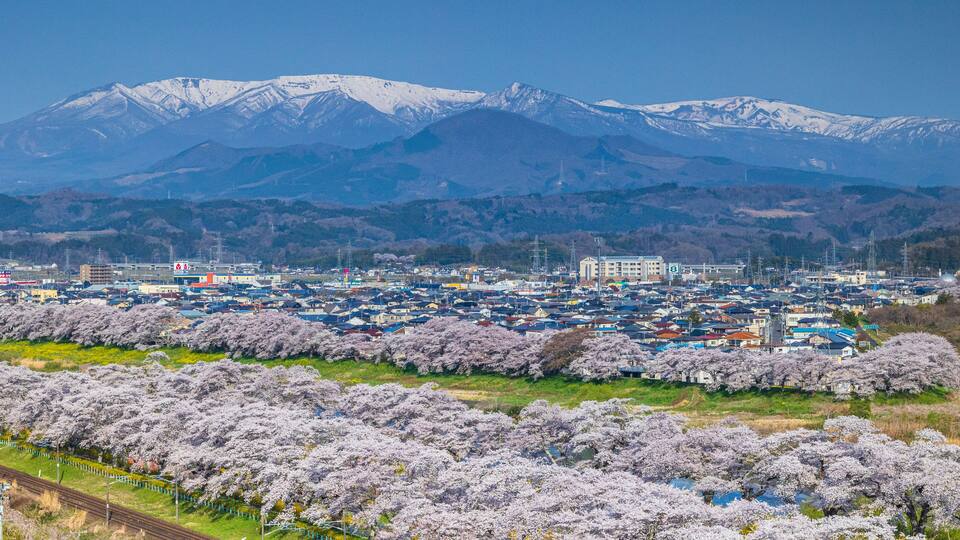 A town with snow-capped mountains in the background and cherry blossoms in the foreground.