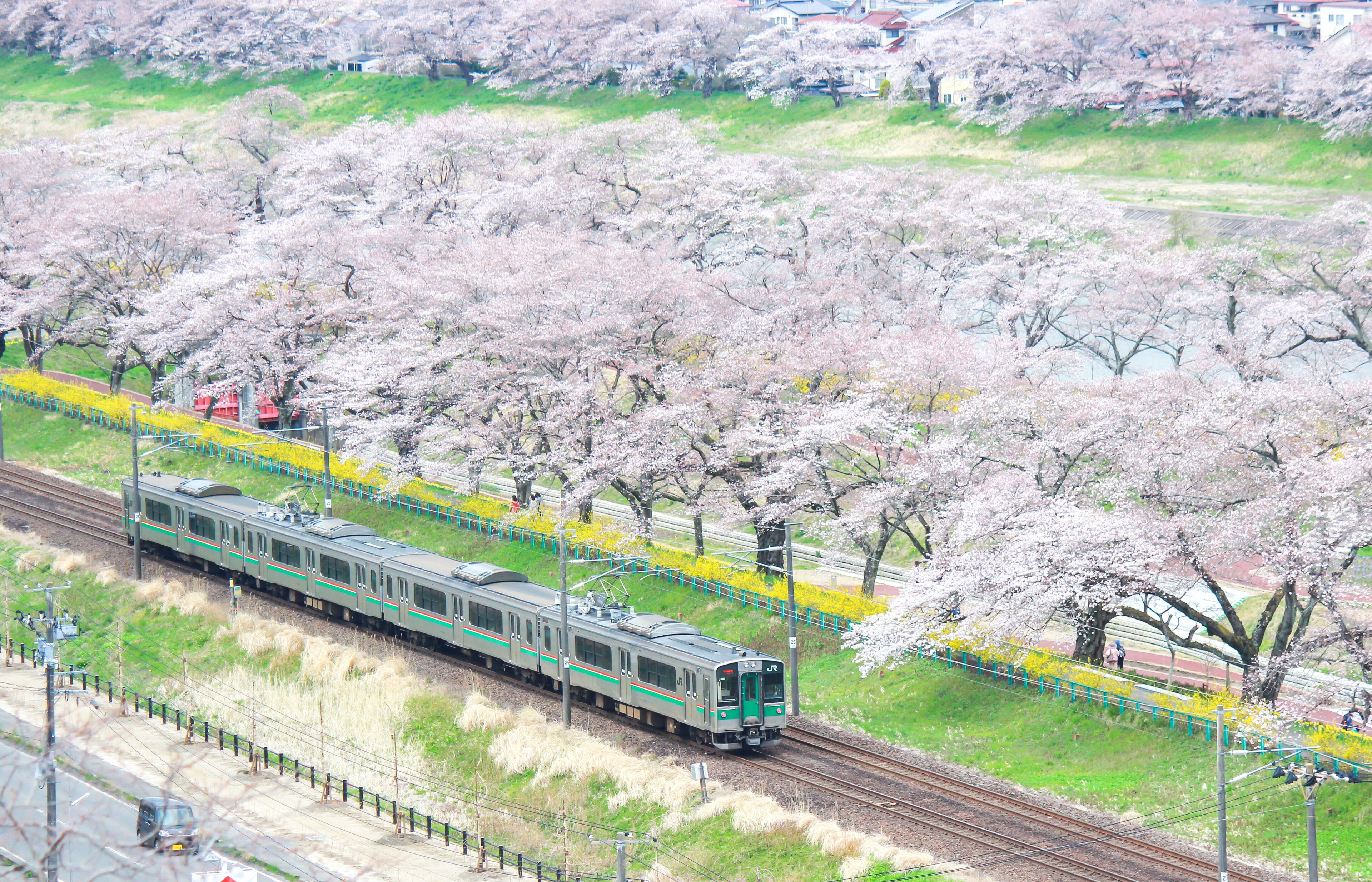 Shibata,Miyagi,Tohoku,Japan on April 12,2017: JR Tohoku line train and cherry trees along Shiroishi river banks in spring.