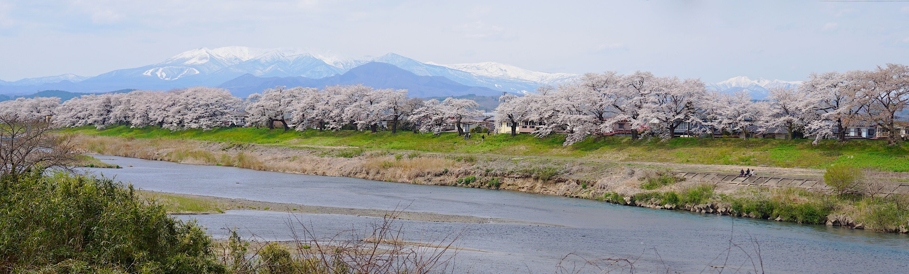 Panoramic Scenic view of Thousands Cherry Blossom Trees along Shiroishi River and Snow high mountain background in Spring, Miyagi, Sendai.
