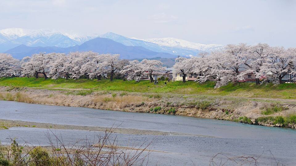 A river with cherry blossoms in the foreground and snow-capped mountains in the background.