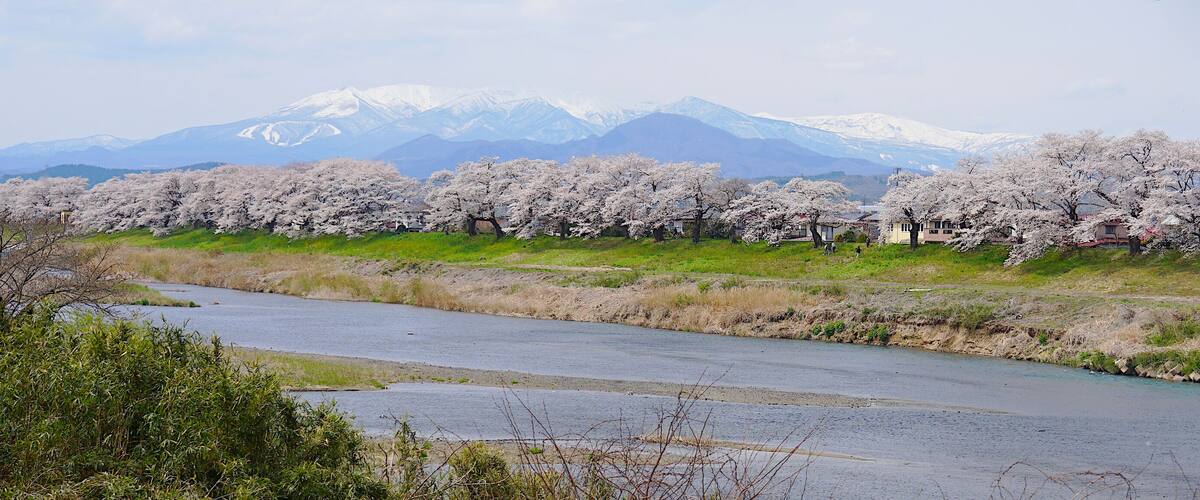 Panoramic Scenic view of Thousands Cherry Blossom Trees along Shiroishi River and Snow high mountain background in Spring, Miyagi, Sendai.