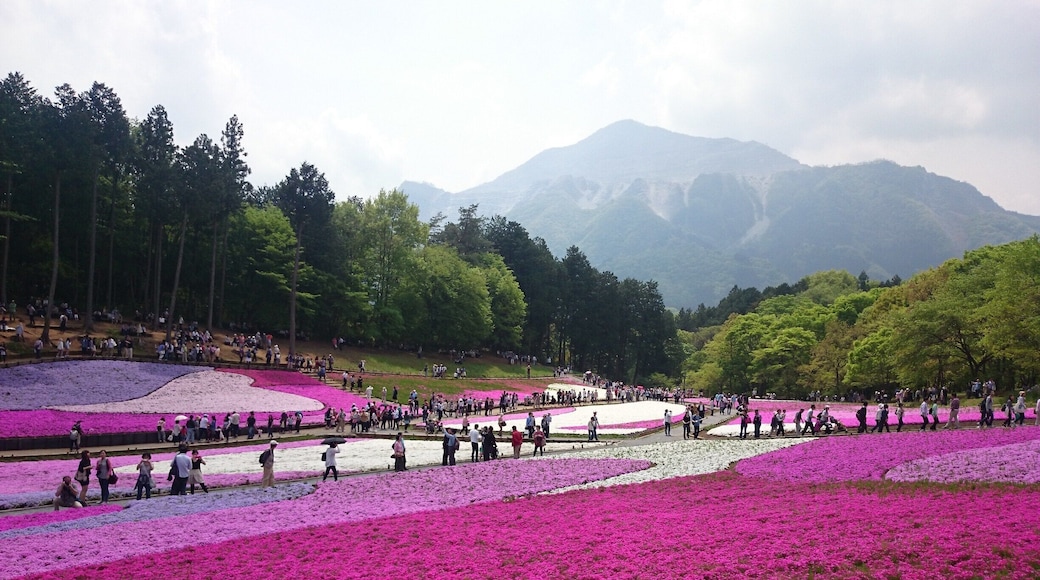 Hitsujiyama Park (çŸć±±ć
Źć) in Chichibu has an amazing field of Shiba-zakura, or moss phlox. There are nine different types of moss phlox that cover over 17,000 sqm (4.3 acres) of the park. Not only is the scenery amazing, you can enjoy the sweet scent in the air as well!
*They are usually in full bloom from late April to the first week of May.
*The closest station is Yokoze Station or Seibu Chichibu Station on the Seibu Chichibu Line. There is an extremely steep hill on the way from Seibu Chichibu Station so if you're not up for that or have senior citizens in your party, definitely go from Yokoze Station. It's about 1.5 to 2hrs from Tokyo.