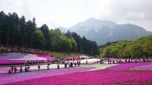 Hitsujiyama Park (羊山公園) in Chichibu has an amazing field of Shiba-zakura, or moss phlox. There are nine different types of moss phlox that cover over 17,000 sqm (4.3 acres) of the park. Not only is the scenery amazing, you can enjoy the sweet scent in the air as well!
*They are usually in full bloom from late April to the first week of May.
*The closest station is Yokoze Station or Seibu Chichibu Station on the Seibu Chichibu Line. There is an extremely steep hill on the way from Seibu Chichibu Station so if you're not up for that or have senior citizens in your party, definitely go from Yokoze Station. It's about 1.5 to 2hrs from Tokyo.