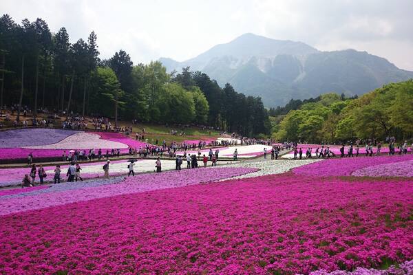 Hitsujiyama Park (羊山公園) in Chichibu has an amazing field of Shiba-zakura, or moss phlox. There are nine different types of moss phlox that cover over 17,000 sqm (4.3 acres) of the park. Not only is the scenery amazing, you can enjoy the sweet scent in the air as well!
*They are usually in full bloom from late April to the first week of May.
*The closest station is Yokoze Station or Seibu Chichibu Station on the Seibu Chichibu Line. There is an extremely steep hill on the way from Seibu Chichibu Station so if you're not up for that or have senior citizens in your party, definitely go from Yokoze Station. It's about 1.5 to 2hrs from Tokyo.
