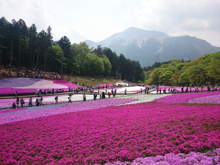 Hitsujiyama Park (羊山公園) in Chichibu has an amazing field of Shiba-zakura, or moss phlox. There are nine different types of moss phlox that cover over 17,000 sqm (4.3 acres) of the park. Not only is the scenery amazing, you can enjoy the sweet scent in the air as well!
*They are usually in full bloom from late April to the first week of May.
*The closest station is Yokoze Station or Seibu Chichibu Station on the Seibu Chichibu Line. There is an extremely steep hill on the way from Seibu Chichibu Station so if you're not up for that or have senior citizens in your party, definitely go from Yokoze Station. It's about 1.5 to 2hrs from Tokyo.