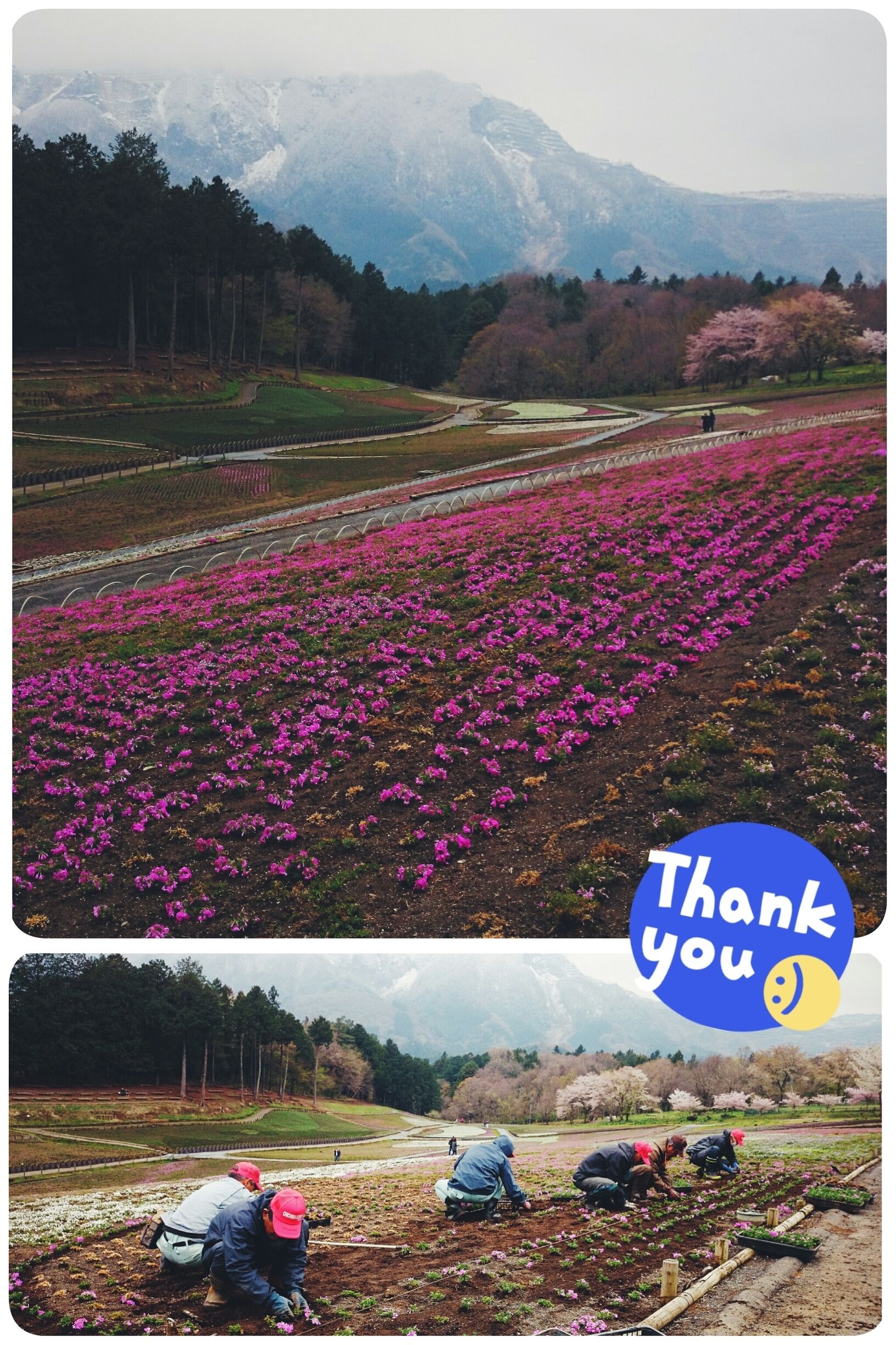 I was about 2 weeks early for #shibazakura, most of them were still being planted at the time. I wasn't upset I was early though because if I wasn't I wouldn't have seen these elderly work together, meticulously plucking each old pot out, planting each new pot in. Took them about 10 mins each row and there must have been millions of them to be done. Thank you, behind-the-scene legends.