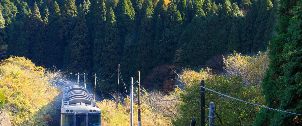 A train traveling through a forested area with dense trees and power lines.