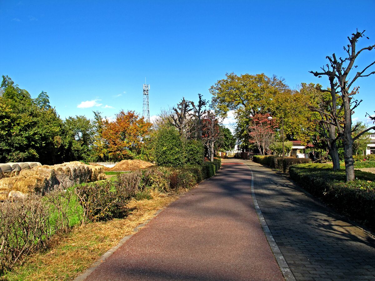 Cycle road in Japan