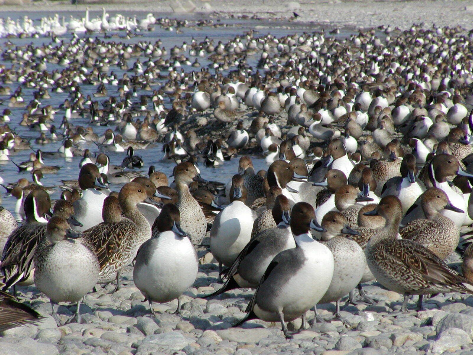 荒川のカモの群れ