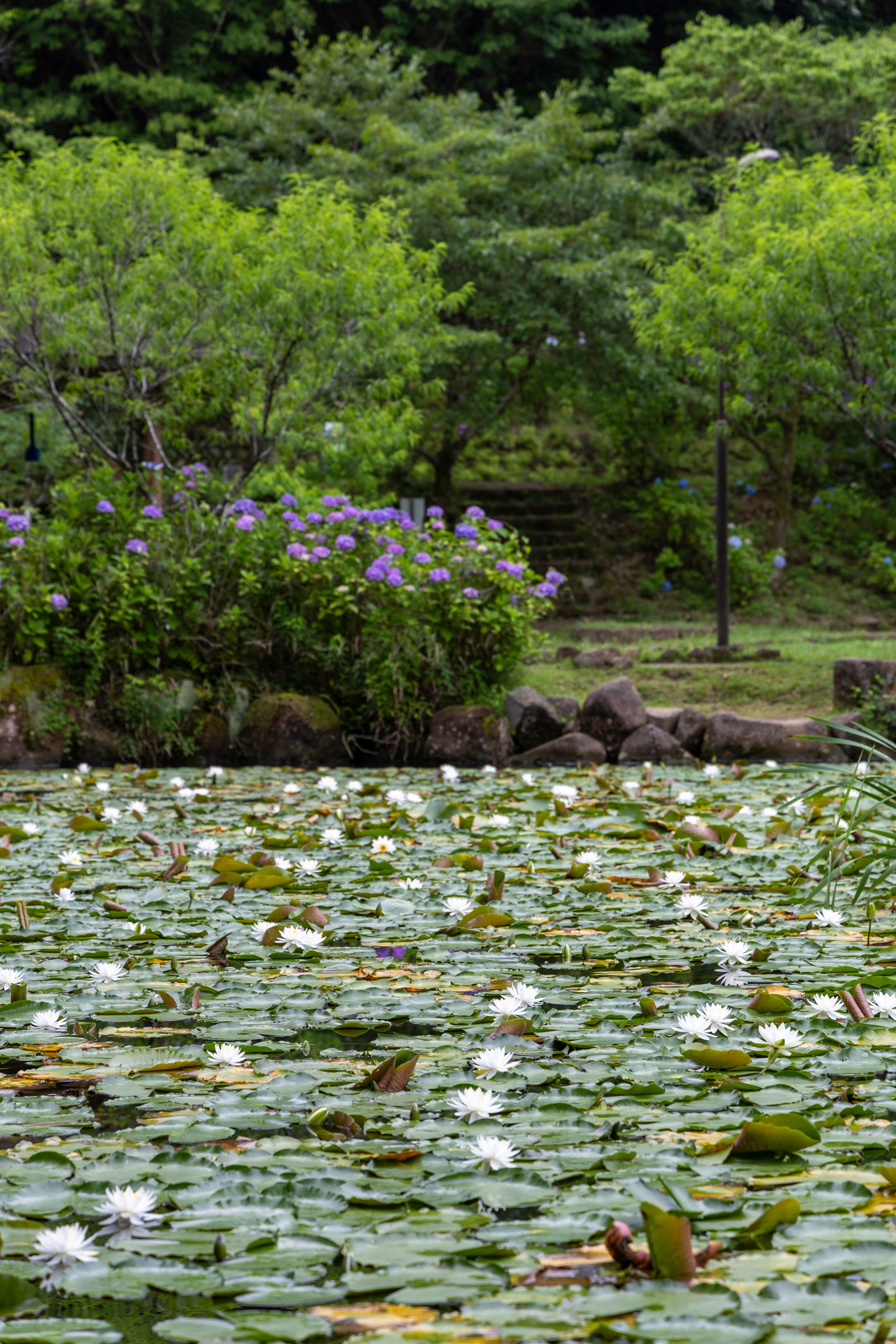 Early summer scene with hydrangeas and water lilies in Minokamo Kenko no Mori, Gifu, Japan

