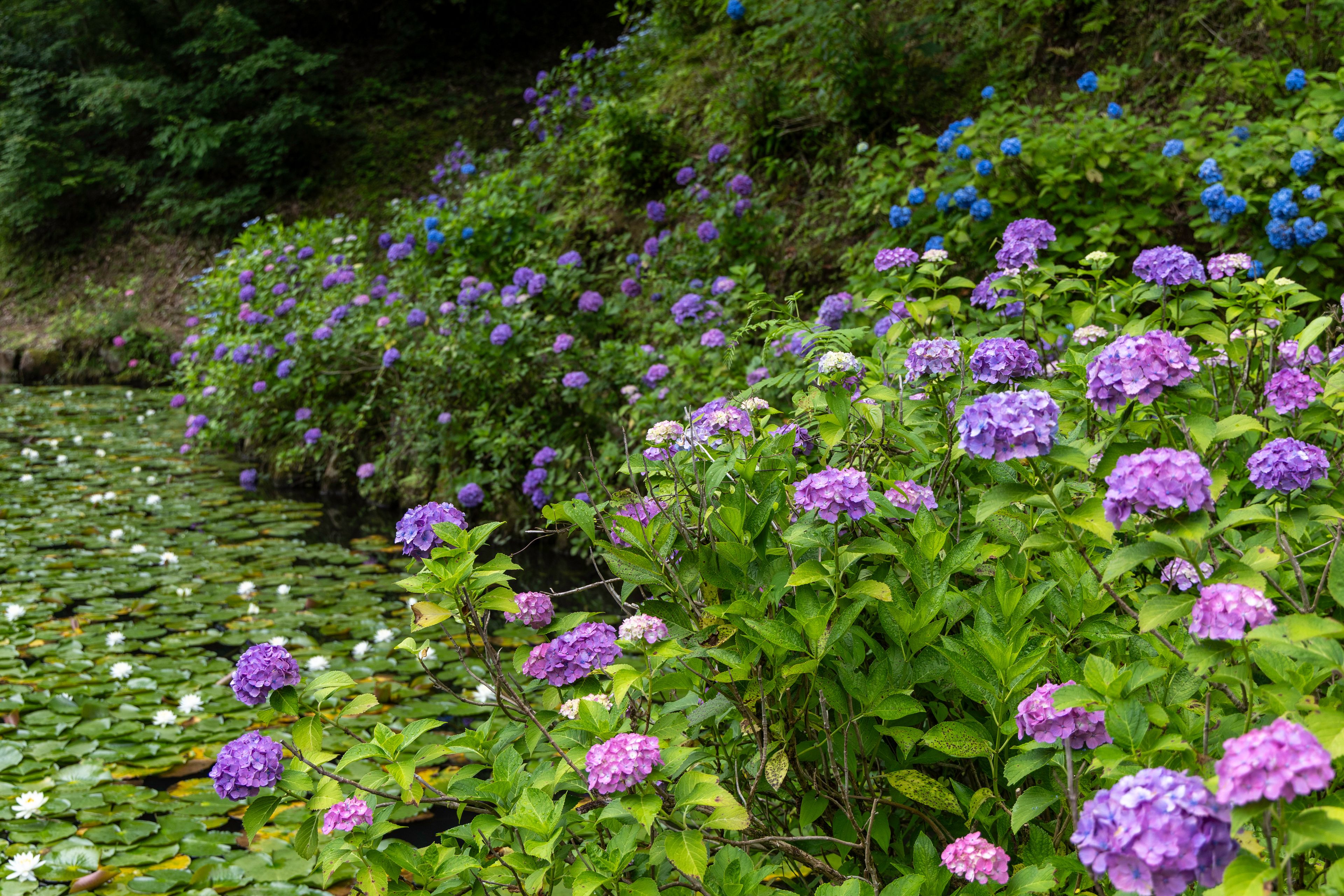Early summer scene with hydrangeas and water lilies in Minokamo Kenko no Mori, Gifu, Japan

