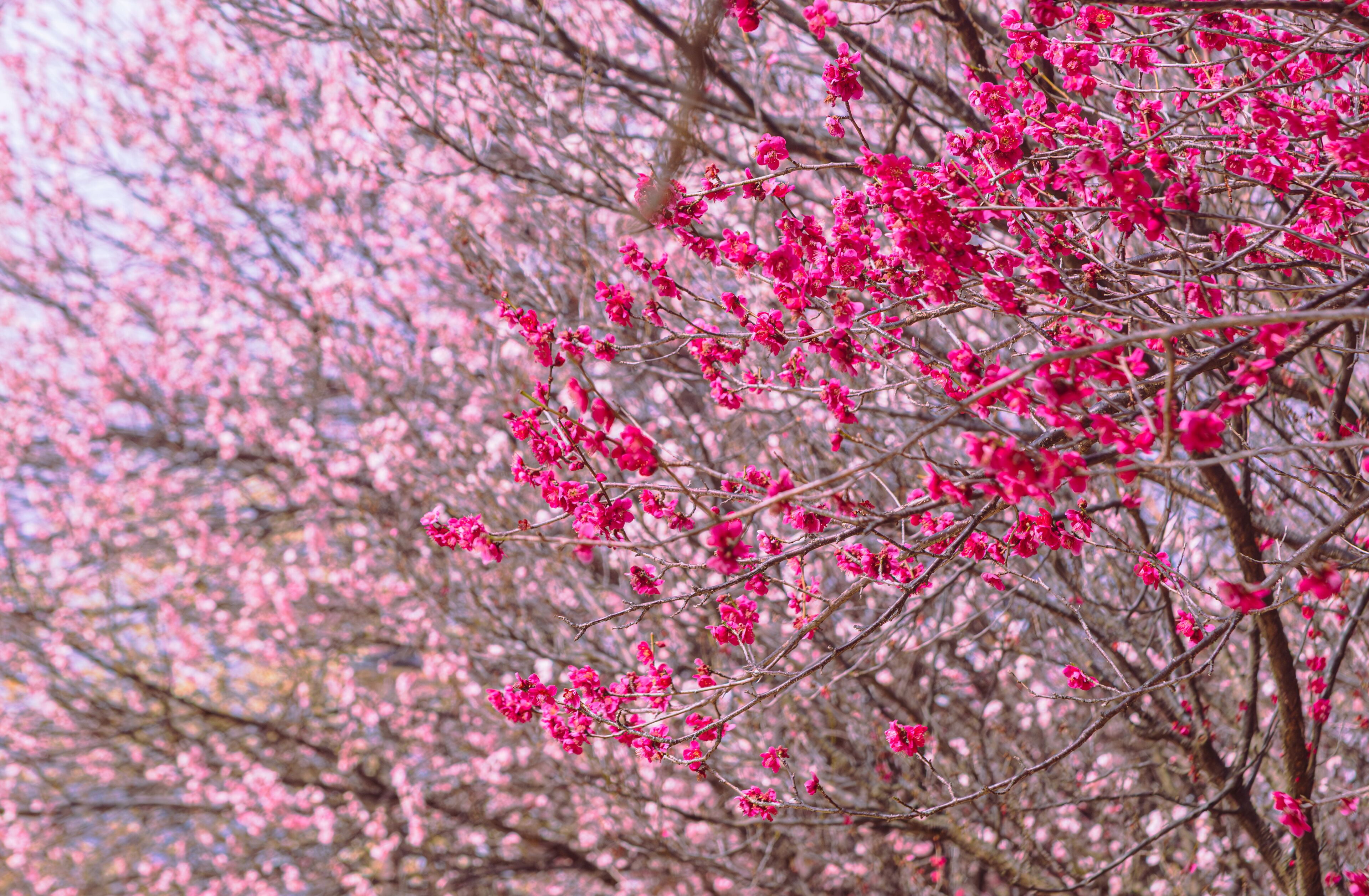本庄運動公園　梅の花5ー5