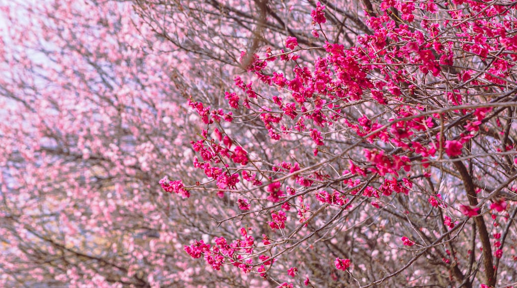 本庄運動公園 梅の花5ー5