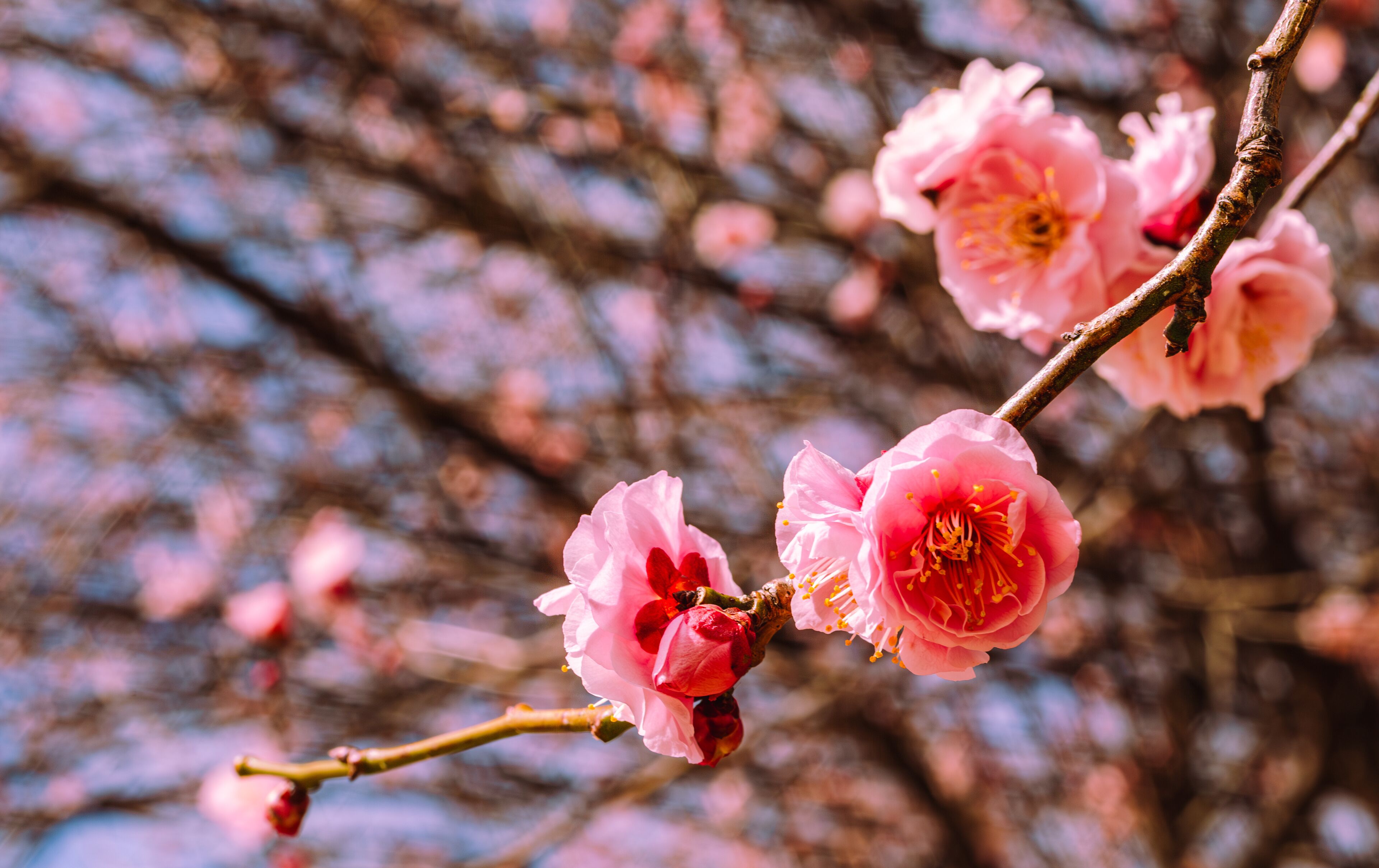 本庄運動公園　梅の花4ｰ91