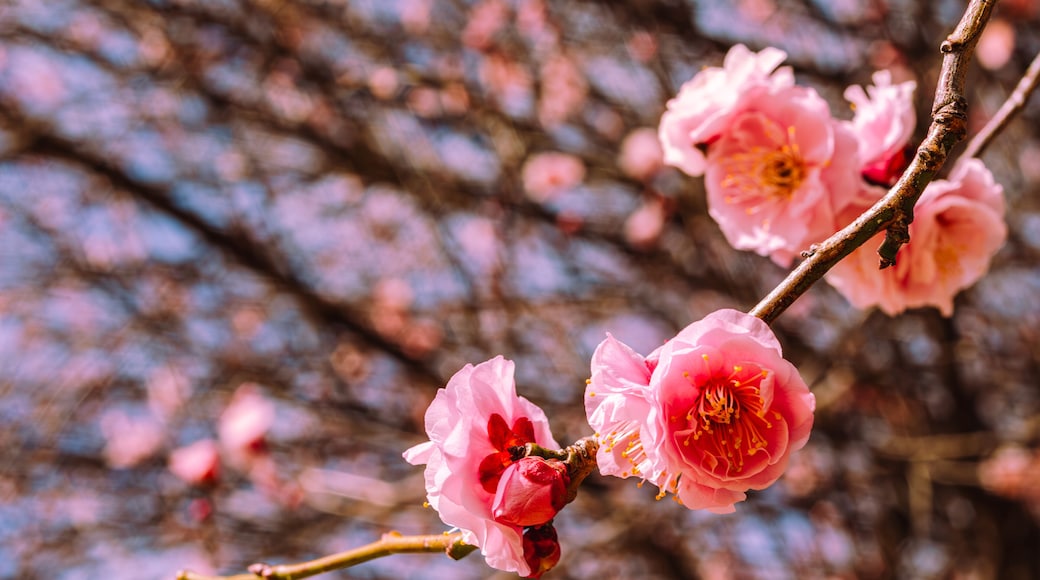 本庄運動公園 梅の花4ー91