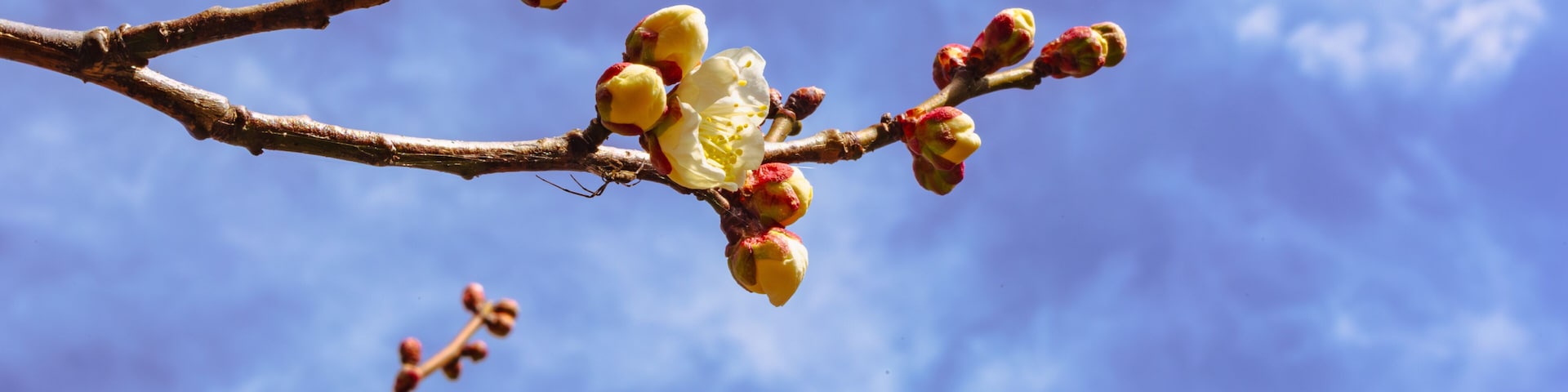 本庄運動公園 梅の花4ー39