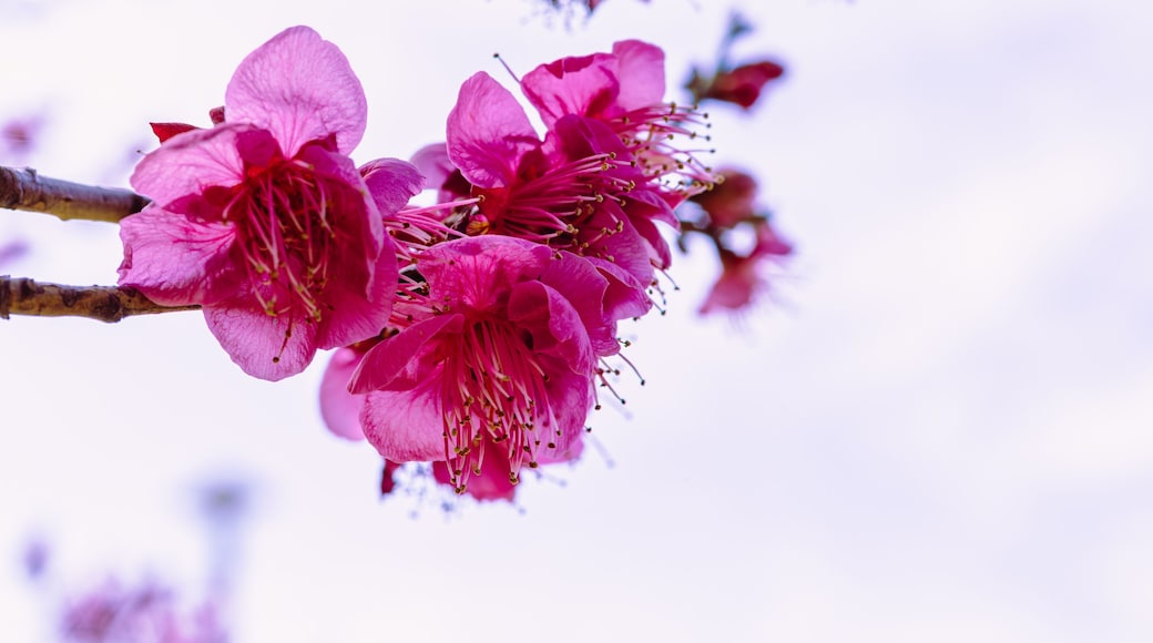 本庄運動公園 梅の花4ー54