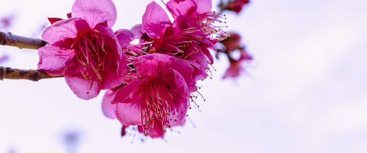 本庄運動公園 梅の花4ー54