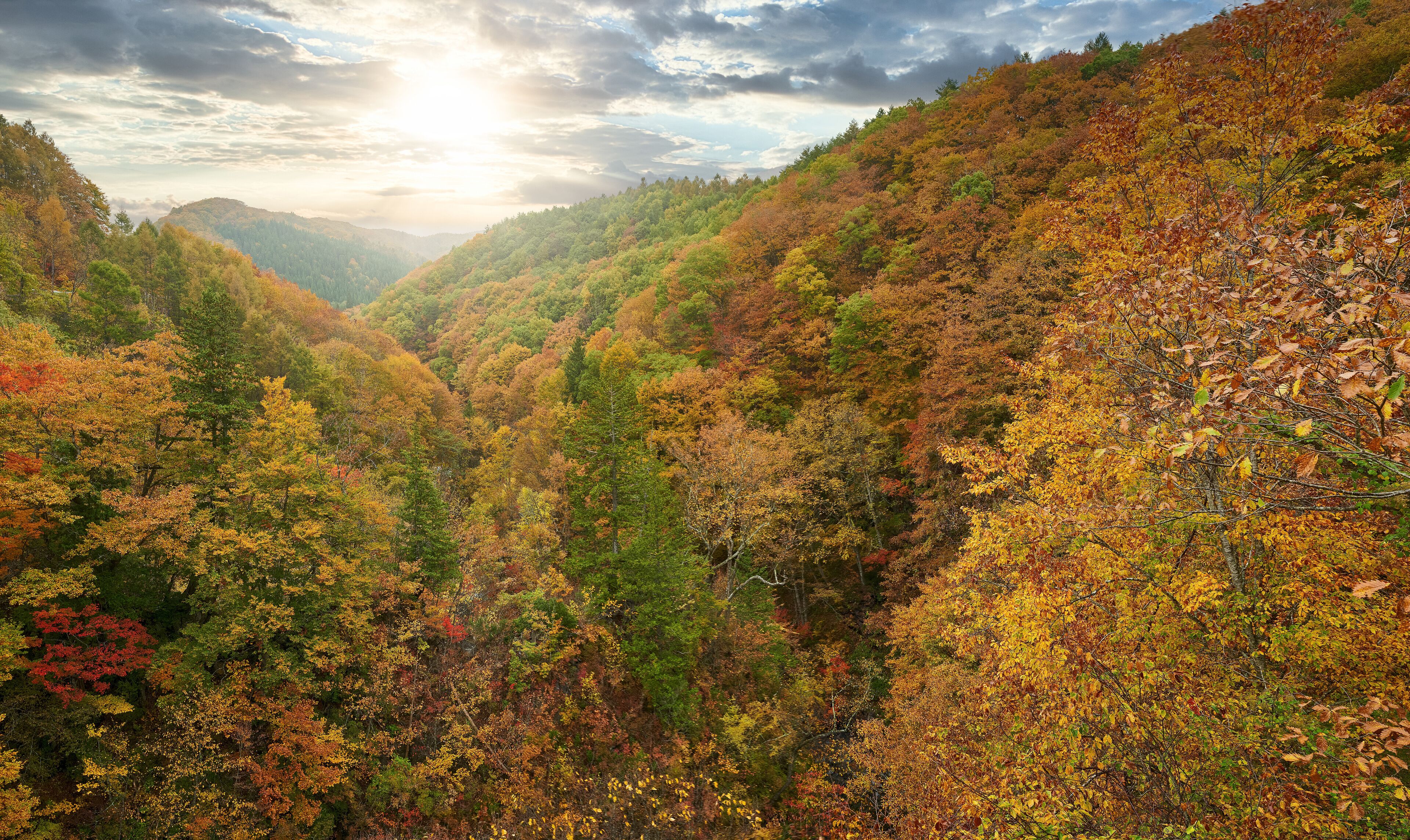 A forested valley with autumn foliage.