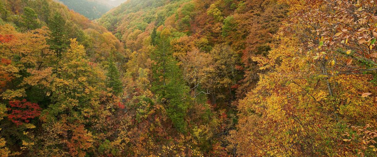 A forested valley with autumn foliage.