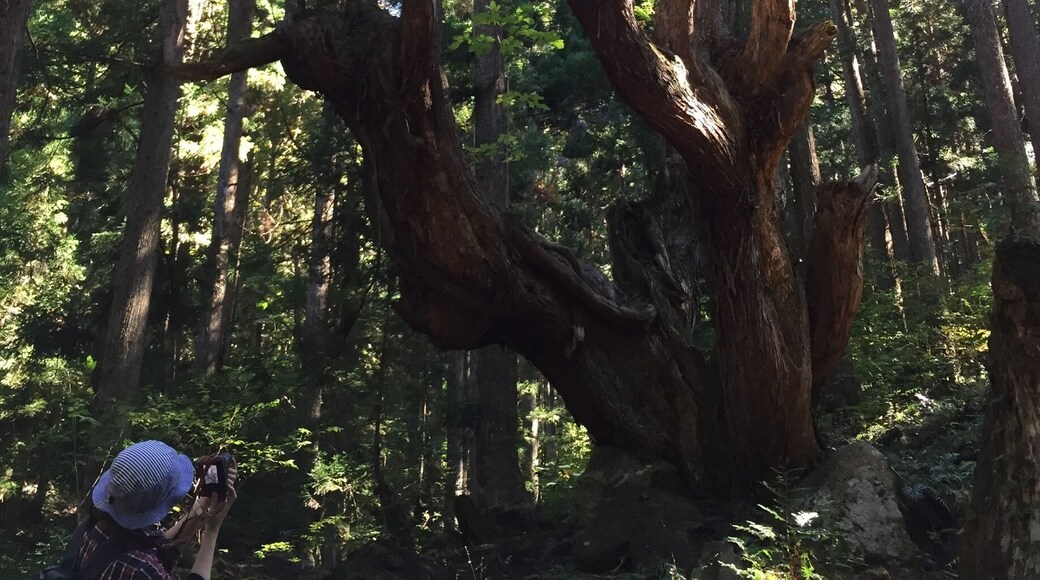 株杉
樹齢400年くらい
