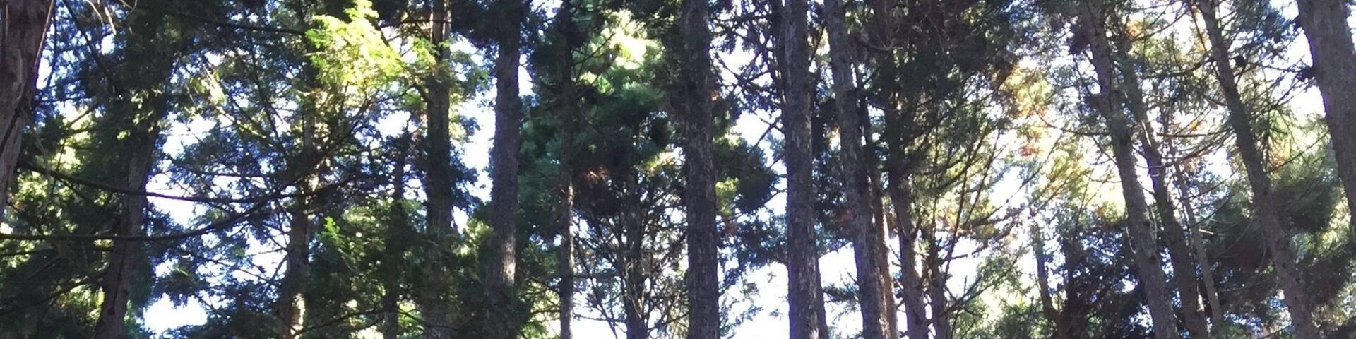 株杉
樹齢400年くらい