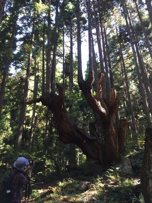 株杉
樹齢400年くらい